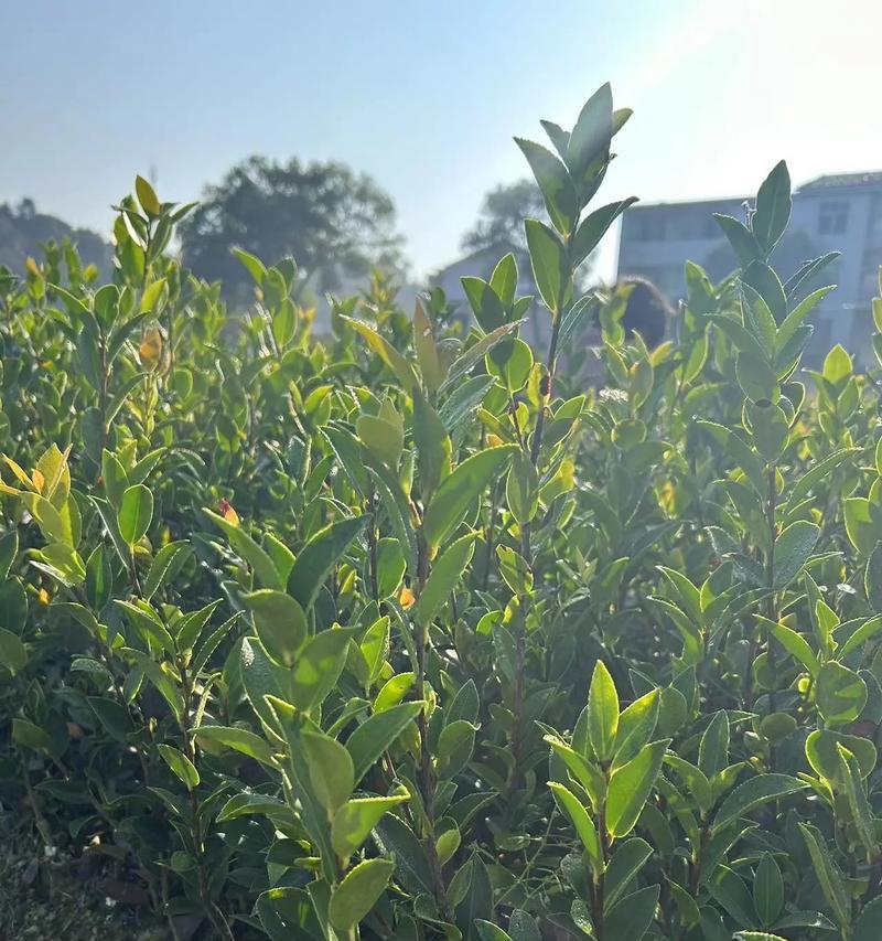 油茶树的生长环境条件及特点（适应性强，耐旱耐寒，产油量高）-第2张图片-绿意生活