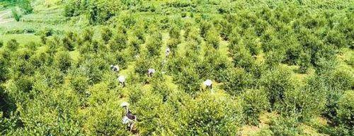 油茶树的生长环境条件及特点（适应性强，耐旱耐寒，产油量高）-第3张图片-绿意生活
