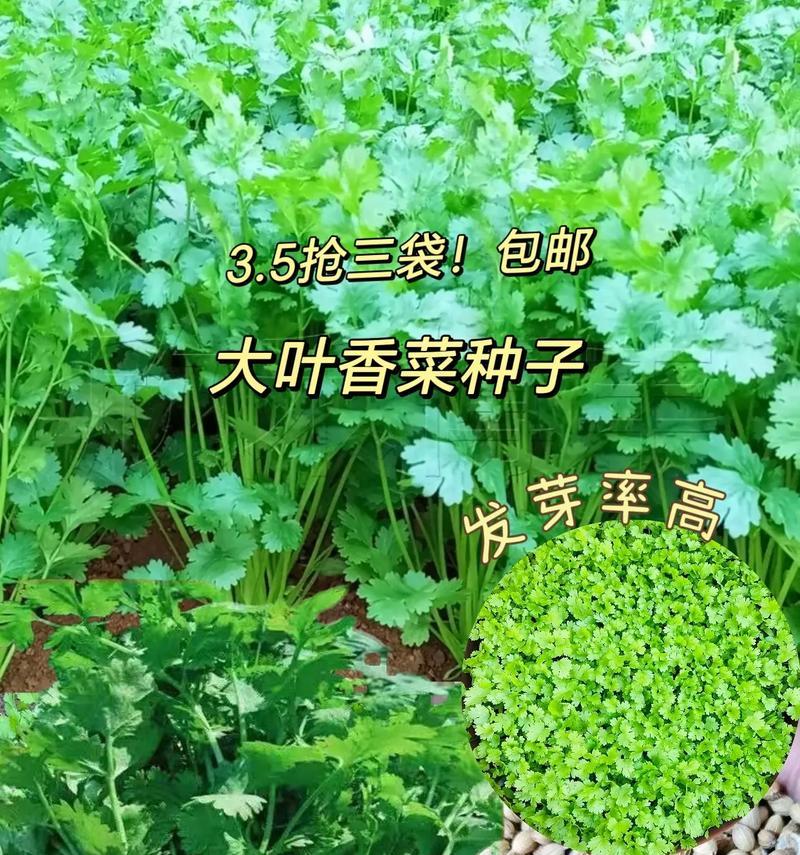 揭秘香菜种子的有毒传闻（真相何在？毒性如何？解密香菜种子）-第2张图片-绿意生活