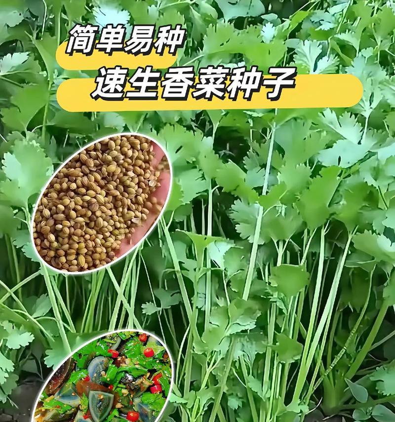 揭秘香菜种子的有毒传闻（真相何在？毒性如何？解密香菜种子）-第1张图片-绿意生活