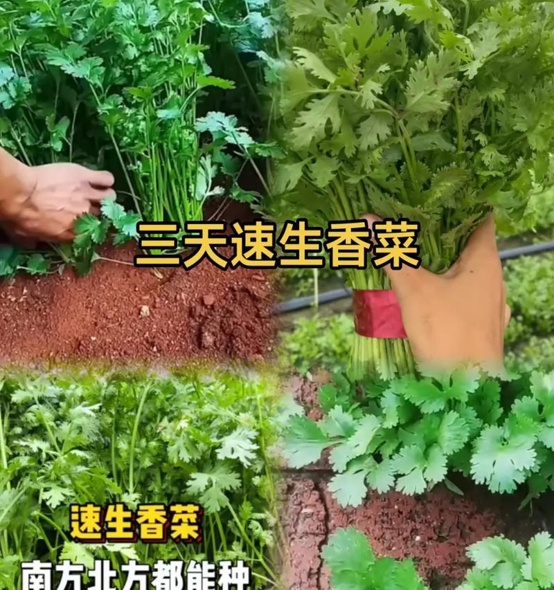 揭秘香菜种子的有毒传闻（真相何在？毒性如何？解密香菜种子）-第3张图片-绿意生活