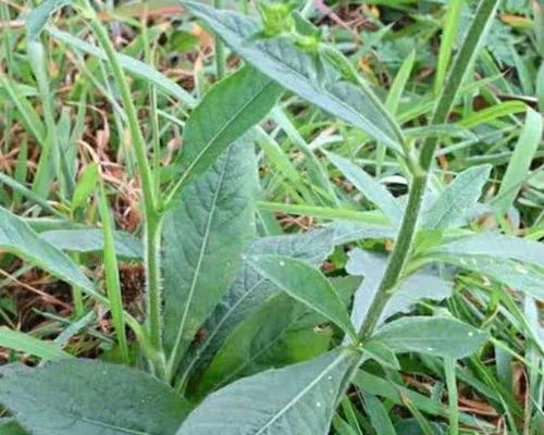 胆草的神奇功效（探秘胆草的营养成分及药用价值）-第1张图片-绿意生活