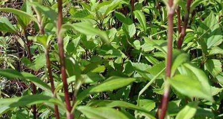 胆草的神奇功效（探秘胆草的营养成分及药用价值）-第3张图片-绿意生活