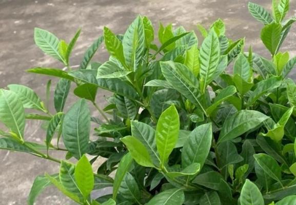 小叶栀子花秋季养护指南（让花园更美丽的秘密武器）-第2张图片-绿意生活