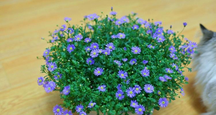 姬小菊的花期及特点（了解姬小菊的生长环境、花色和花语）-第2张图片-绿意生活