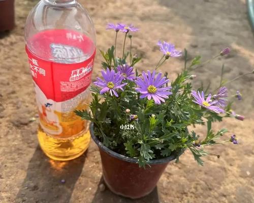 姬小菊的花期及特点（了解姬小菊的生长环境、花色和花语）-第1张图片-绿意生活