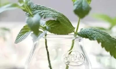 薄荷怎样浇水才能生长得更好？（每天浇水，可以让薄荷茁壮成长）-第1张图片-绿意生活