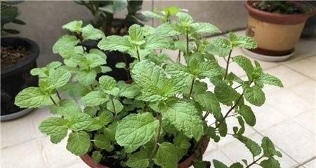 薄荷怎样浇水才能生长得更好？（每天浇水，可以让薄荷茁壮成长）-第3张图片-绿意生活