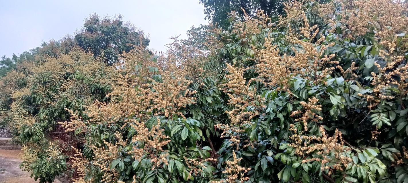 龙眼树开花时间及九大开花特点（探究龙眼树开花的奥秘，让你轻松成为花期达人！）-第1张图片-绿意生活