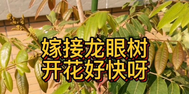 龙眼树开花时间及九大开花特点（探究龙眼树开花的奥秘，让你轻松成为花期达人！）-第3张图片-绿意生活
