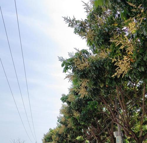 龙眼树开花时间及九大开花特点（探究龙眼树开花的奥秘，让你轻松成为花期达人！）-第2张图片-绿意生活