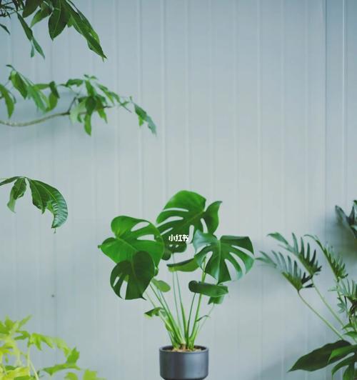 海芋和竹芋，哪个更适合室内养？-第3张图片-绿意生活