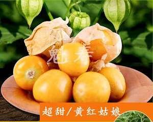 灯笼草与灯笼果的异同（揭开灯笼草和灯笼果的神秘面纱）-第3张图片-绿意生活