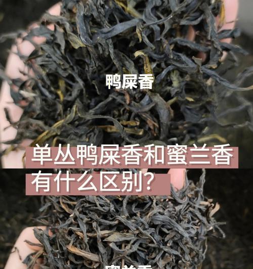 甘草节与甘草的区别（探寻甘草节的起源和意义）-第2张图片-绿意生活