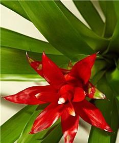 红花全面解析——一种美丽的中药植物（探究红花的功效、分类、栽培和应用）-第1张图片-绿意生活