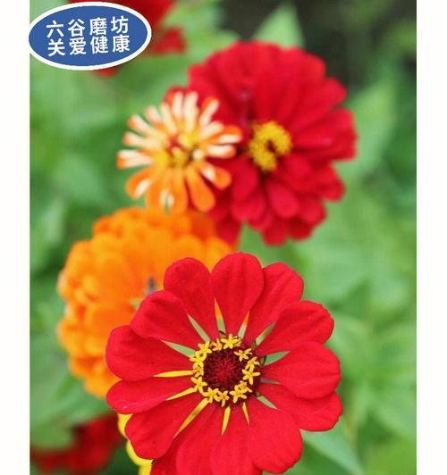 红花全面解析——一种美丽的中药植物（探究红花的功效、分类、栽培和应用）-第3张图片-绿意生活