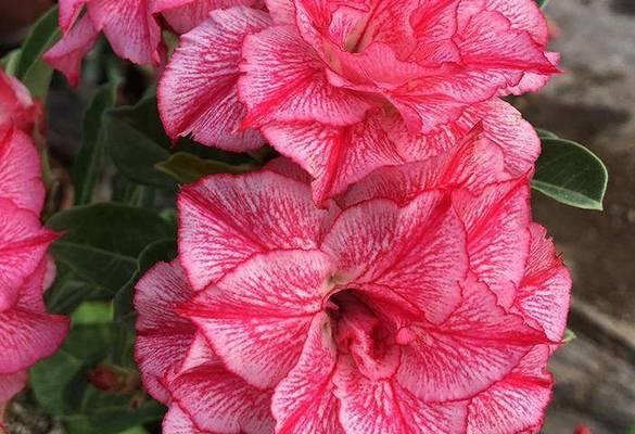 龙王球开花时间及特点（探讨龙王球开花季节，了解其独特的魅力）-第1张图片-绿意生活