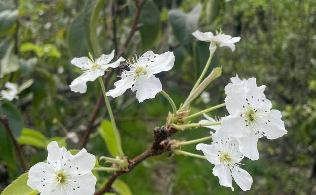 龙王球开花时间及特点（探讨龙王球开花季节，了解其独特的魅力）-第3张图片-绿意生活