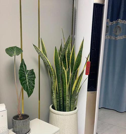 客厅飘窗适合种植哪些花草？（打造舒适居家环境的必备小技巧）-第1张图片-绿意生活