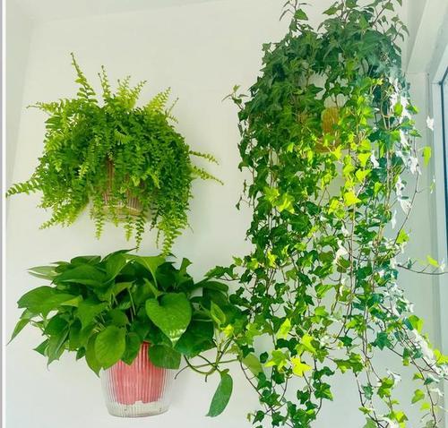 客厅飘窗适合种植哪些花草？（打造舒适居家环境的必备小技巧）-第3张图片-绿意生活