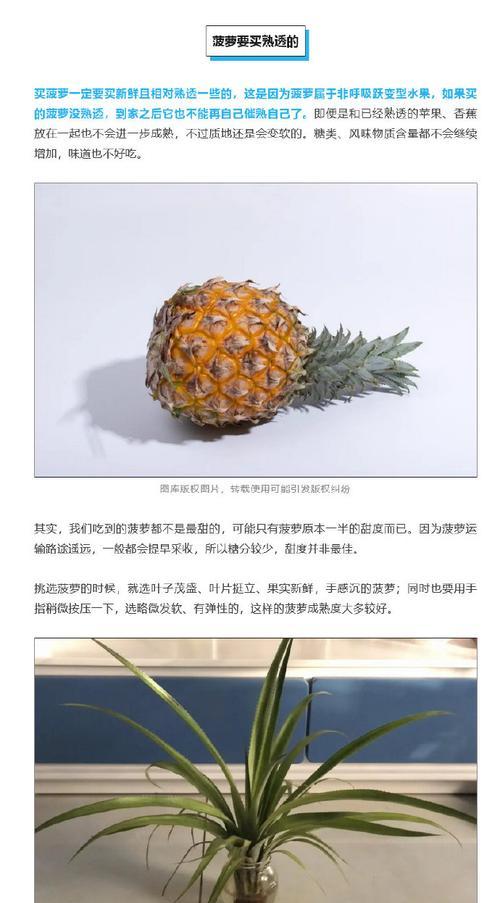 凤梨的最佳食用季节与营养价值（了解凤梨的成熟时期，享受其独特的味道与丰富的营养）-第3张图片-绿意生活