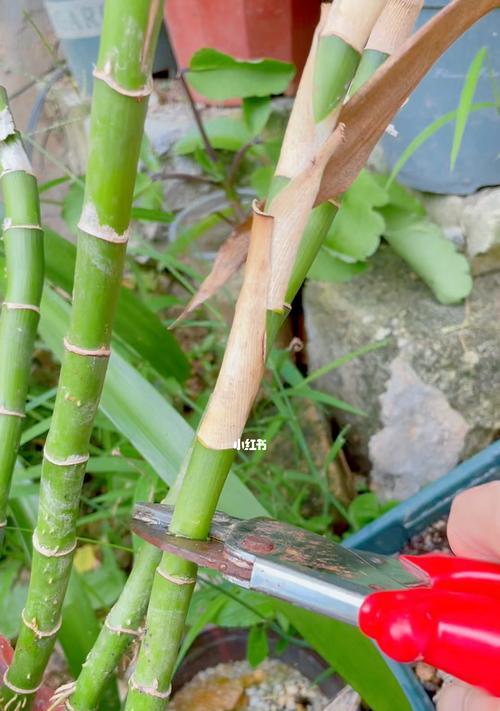 富贵竹扦插生根土养方法详解（家居绿植爱好者必看，轻松掌握富贵竹扦插技巧！）-第1张图片-绿意生活