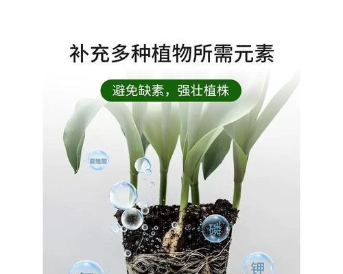 富贵竹扦插生根土养方法详解（家居绿植爱好者必看，轻松掌握富贵竹扦插技巧！）-第2张图片-绿意生活