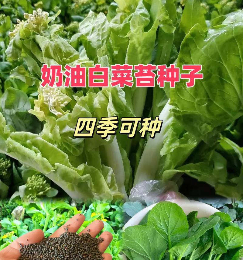 大白菜收获的最佳时间（几月份收获最好？如何确定收获时间？）-第1张图片-绿意生活