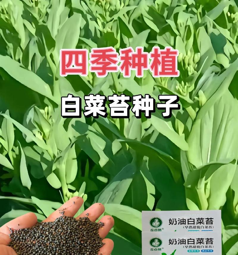 大白菜收获的最佳时间（几月份收获最好？如何确定收获时间？）-第3张图片-绿意生活