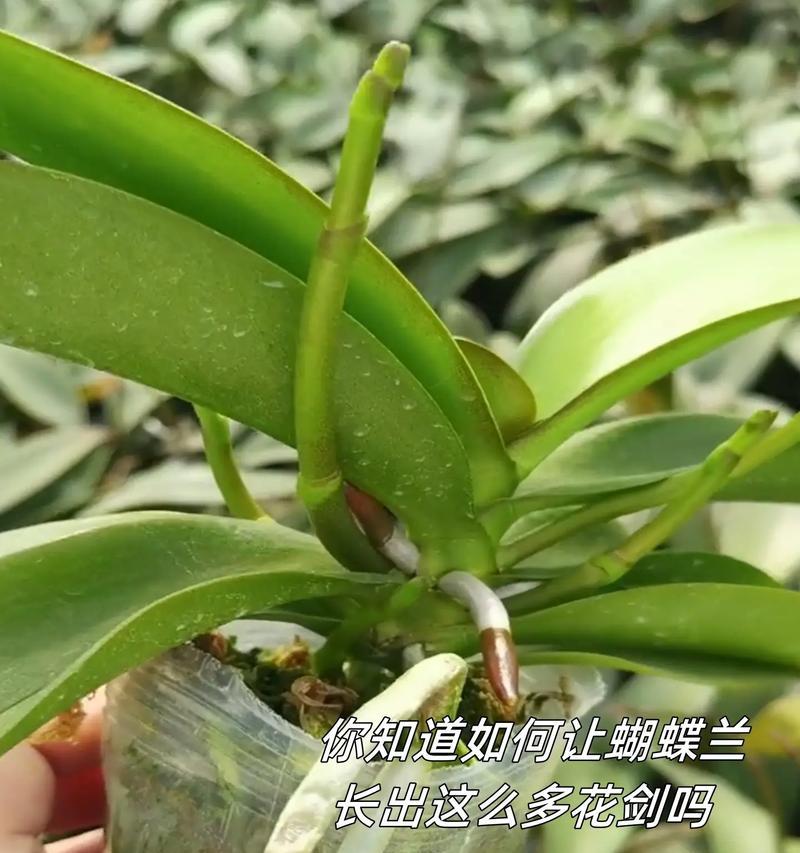 蝴蝶兰花骨朵的神奇之处（揭秘蝴蝶兰花骨朵的开花过程与时间）-第2张图片-绿意生活
