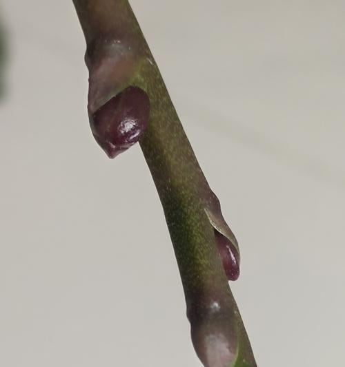 蝴蝶兰花骨朵的神奇之处（揭秘蝴蝶兰花骨朵的开花过程与时间）-第3张图片-绿意生活