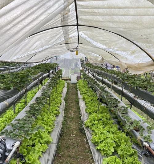 草莓采摘攻略（草莓收获季节、时间及注意事项）-第1张图片-绿意生活