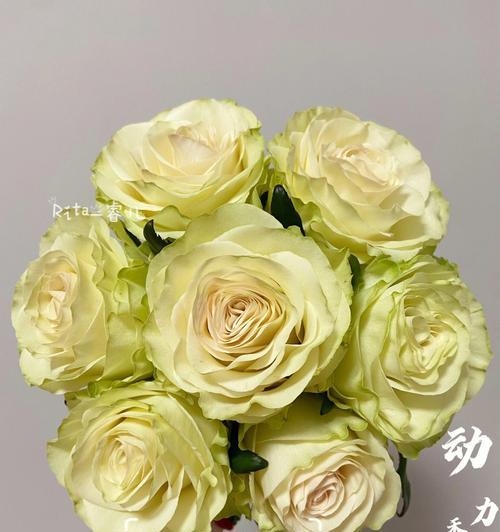 琉璃翠月季的优缺点（揭秘琉璃翠月季的优缺点，值不值得种？）-第3张图片-绿意生活