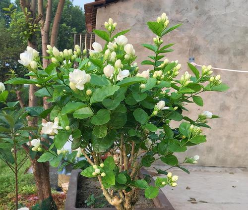 冬季开花的室内花卉（选一盆适合冬季开花的室内花卉，让你家充满春天的气息吧！）-第2张图片-绿意生活