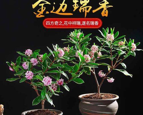 冬季开花的室内花卉（选一盆适合冬季开花的室内花卉，让你家充满春天的气息吧！）-第3张图片-绿意生活