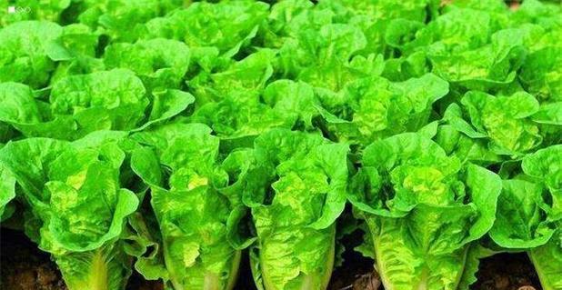 耐涝蔬菜品种推荐（15种不怕涝的蔬菜品种及种植技巧）-第3张图片-绿意生活