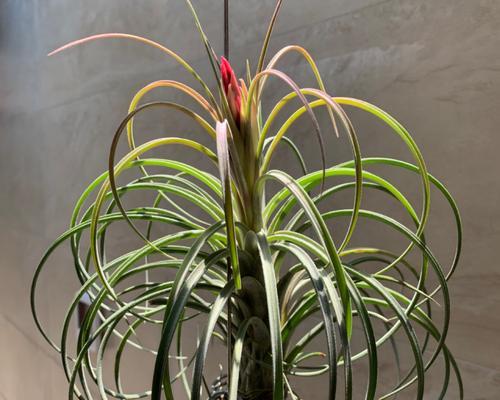 空气凤梨的花期（空气凤梨开花时间、花朵特征及照料技巧）-第1张图片-绿意生活
