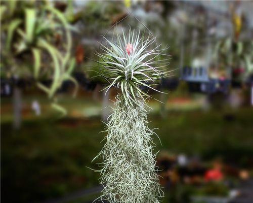 空气凤梨的花期（空气凤梨开花时间、花朵特征及照料技巧）-第2张图片-绿意生活