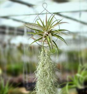 空气凤梨的花期（空气凤梨开花时间、花朵特征及照料技巧）-第3张图片-绿意生活