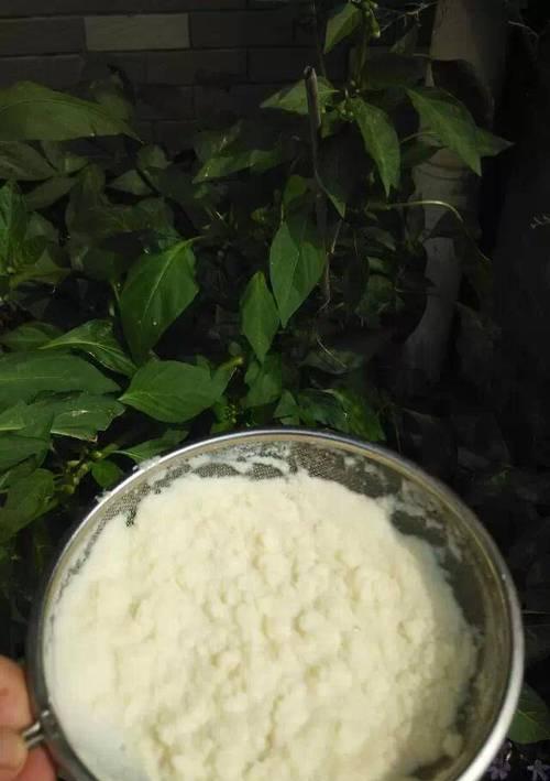 用豆浆来浇花的正确方法（如何用豆浆来浇水，让你的花儿更茂盛？）-第1张图片-绿意生活