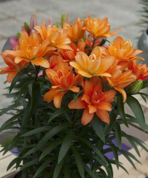 百合花养护指南：让百合花在家中盛开-第1张图片-绿意生活
