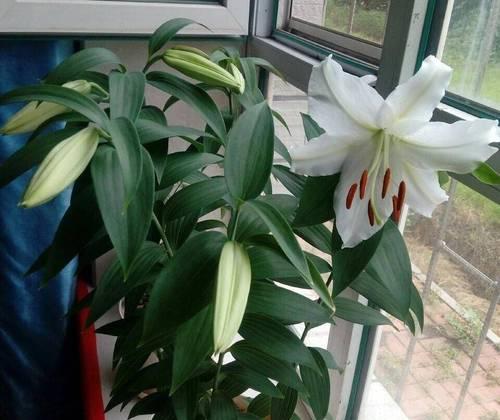 百合花养护指南：让百合花在家中盛开-第3张图片-绿意生活