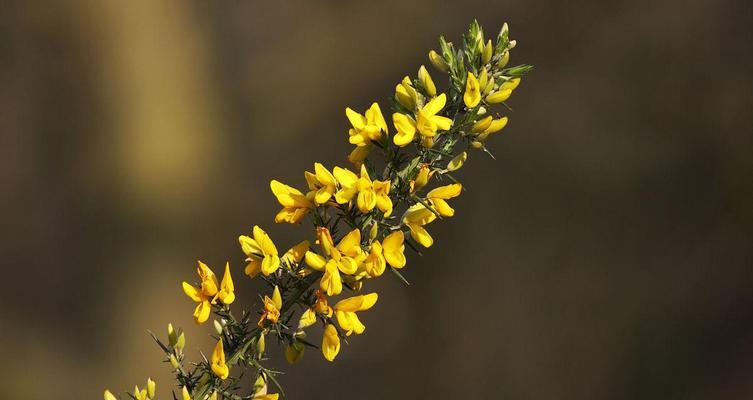 黄金雀的花期月份与时间（探寻黄金雀花期的秘密）-第1张图片-绿意生活