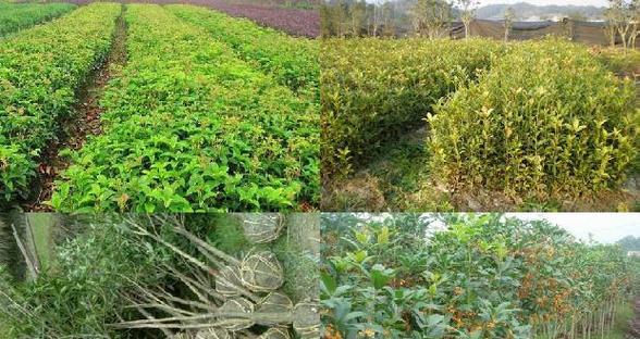 黑松枯枝处理指南（如何识别和处理黑松枯枝问题）-第3张图片-绿意生活