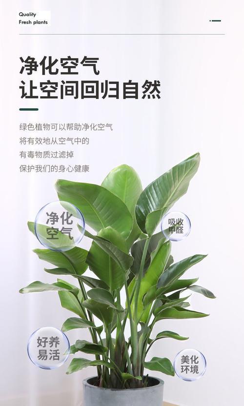 如何选择适合鹤望兰的盆？（深浅盆该如何选择？鹤望兰栽培的技巧与注意事项）-第1张图片-绿意生活