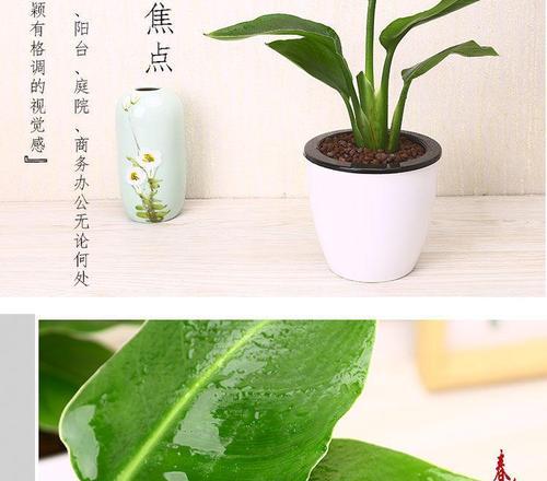 如何选择适合鹤望兰的盆？（深浅盆该如何选择？鹤望兰栽培的技巧与注意事项）-第3张图片-绿意生活