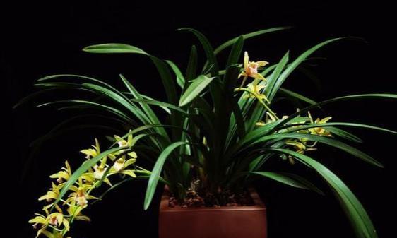 为什么兰花不开花？（探究兰花不开花的原因和解决方法）-第1张图片-绿意生活