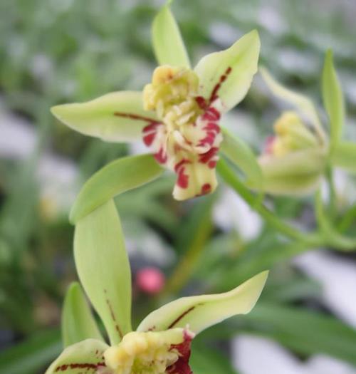 为什么兰花不开花？（探究兰花不开花的原因和解决方法）-第2张图片-绿意生活