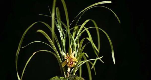 为什么兰花不开花？（探究兰花不开花的原因和解决方法）-第3张图片-绿意生活