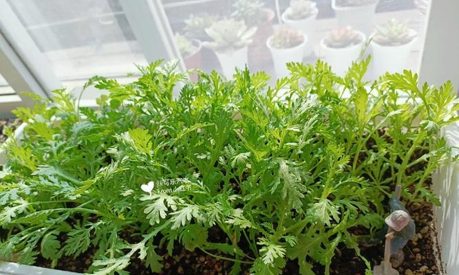 阳台种植茼蒿，轻松实现绿色生活（阳台绿色种植，迎接健康生活）-第1张图片-绿意生活